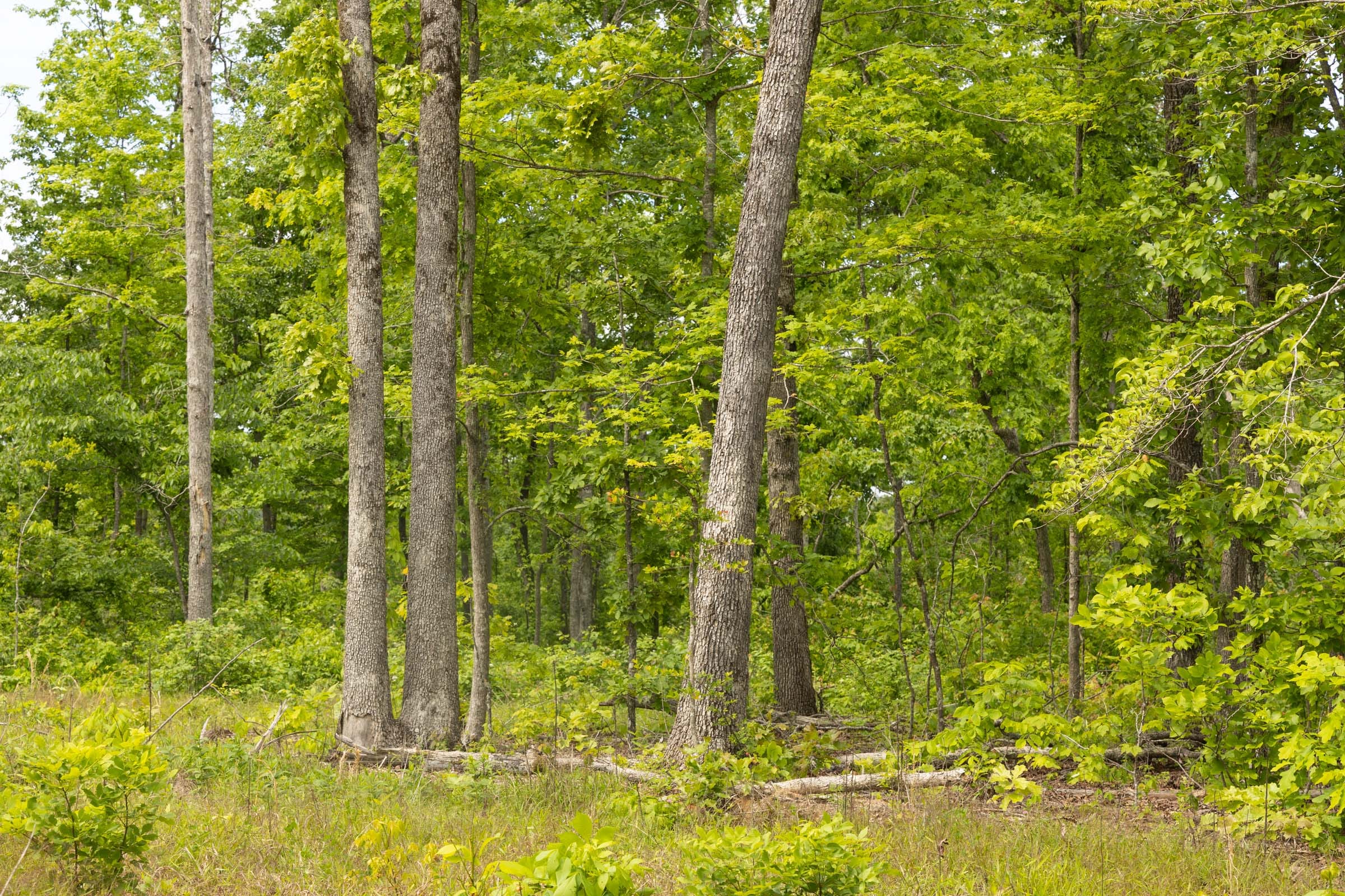 Stardust Estates Tract 10 photo 4
