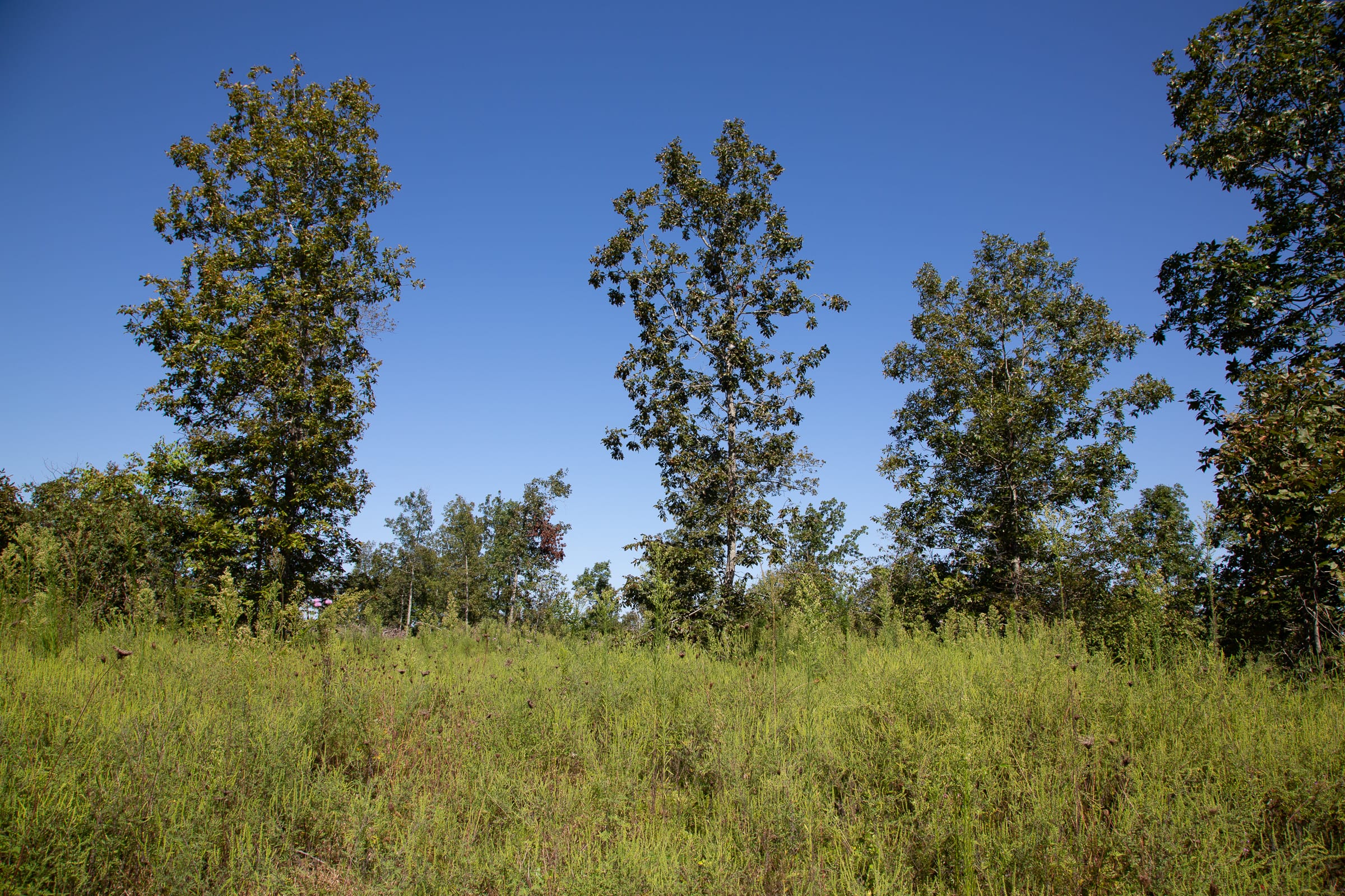 Borgmann’s Hollow Phase II Tract 70 photo 2