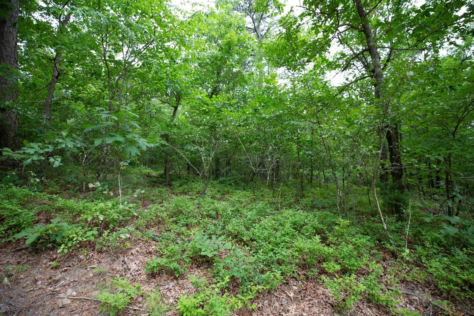 Eagle’s Nest Tract 51 photo 2