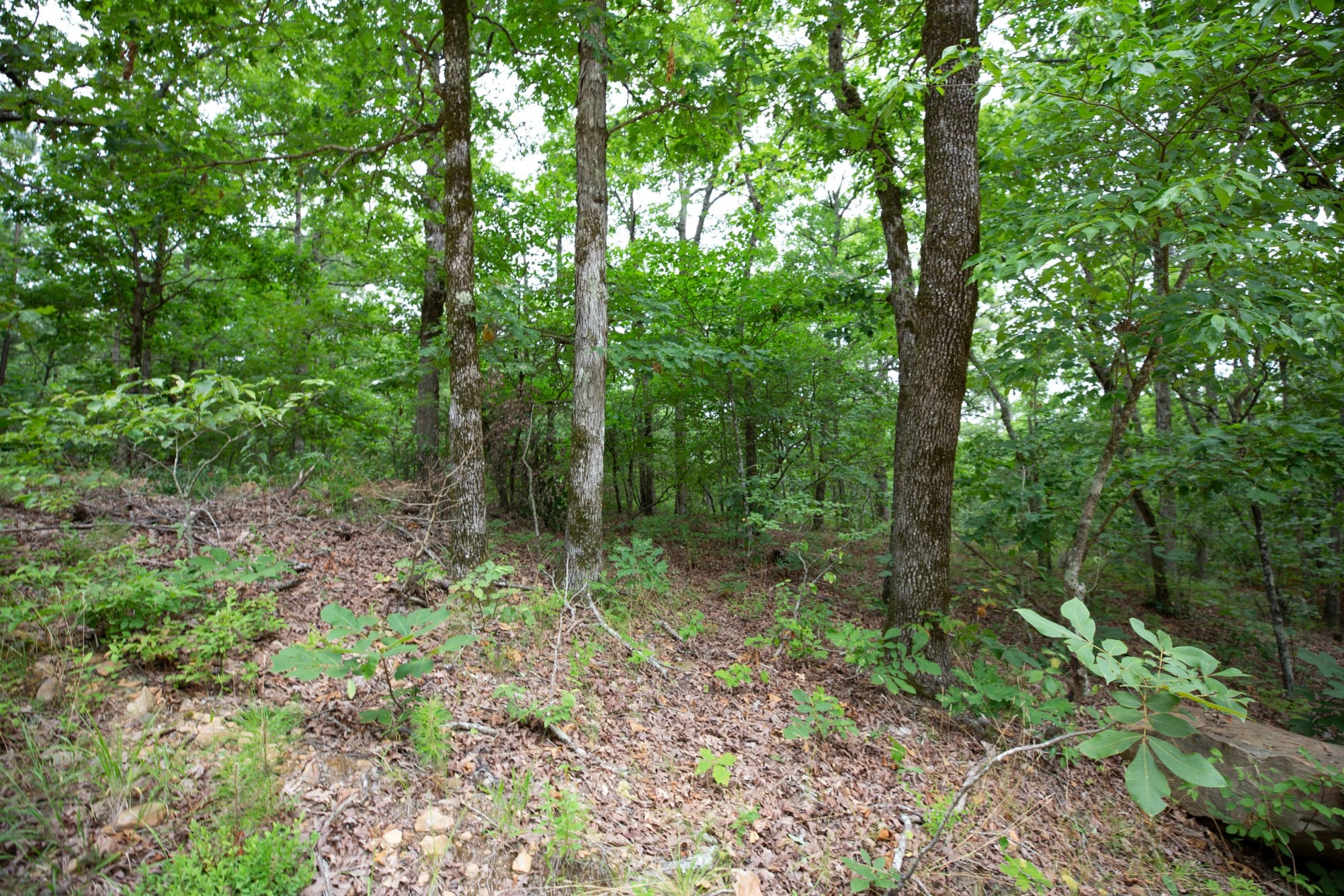 Eagle’s Nest Tract 51 photo 3