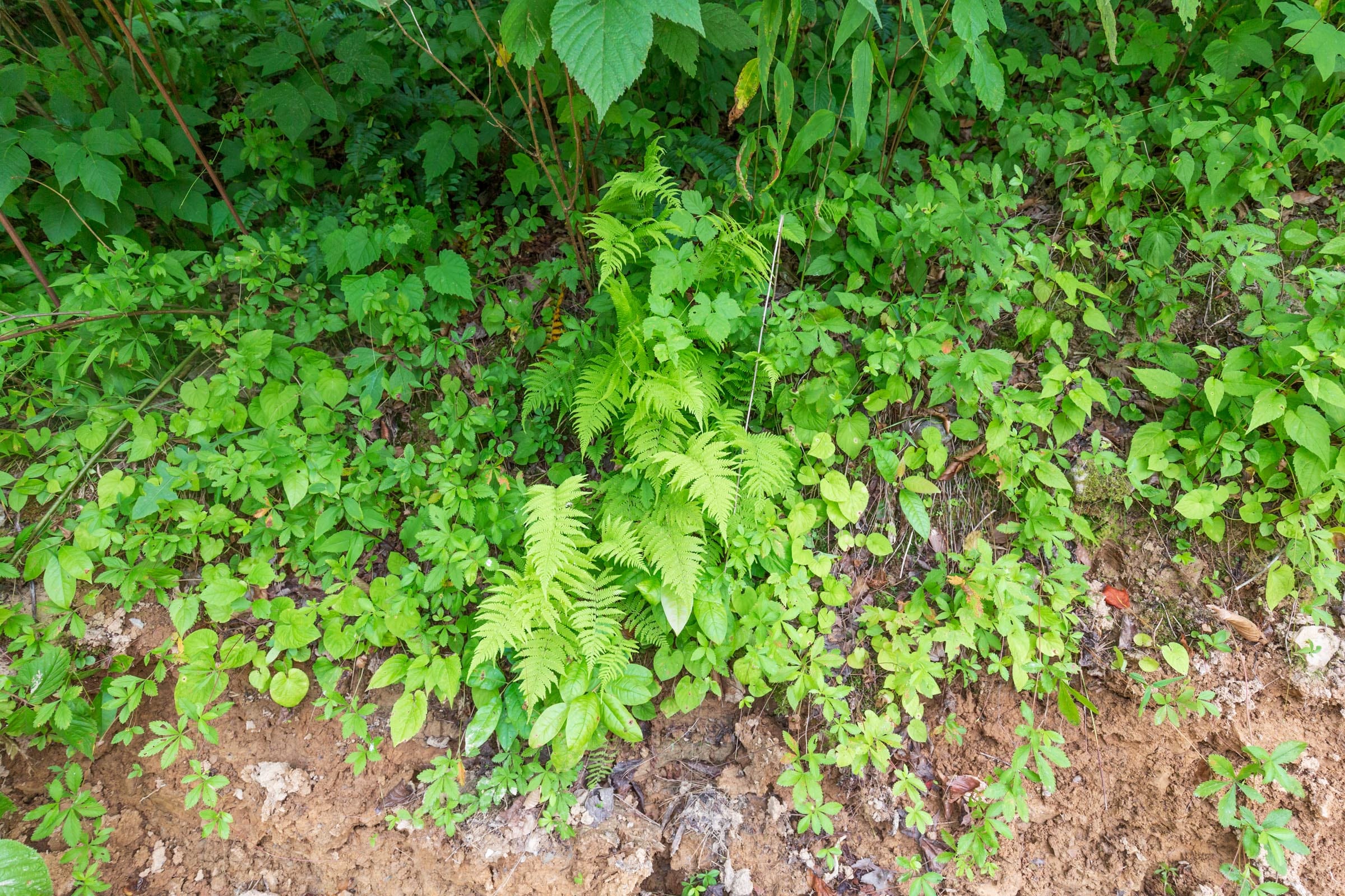 River’s Edge Tract 10 photo 7