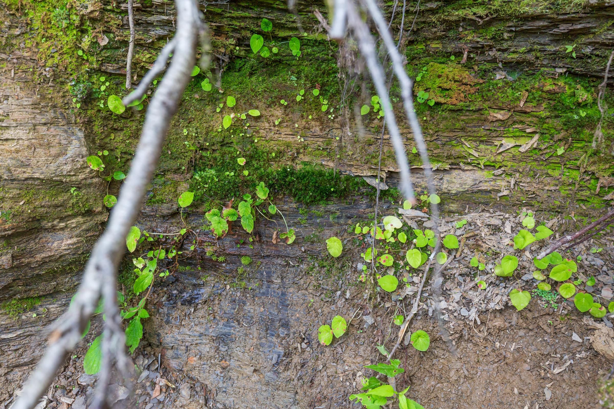 River’s Edge Tract 10 photo 5