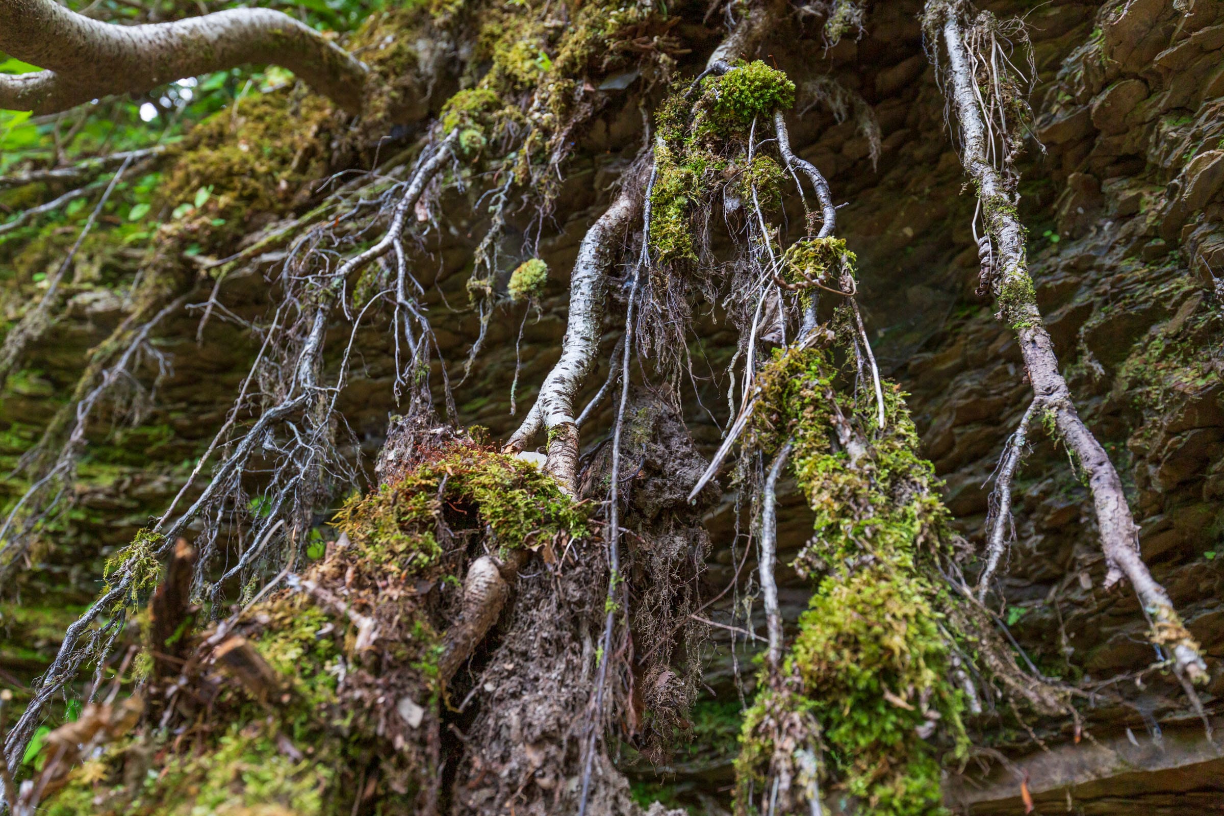 River’s Edge Tract 10 photo 6
