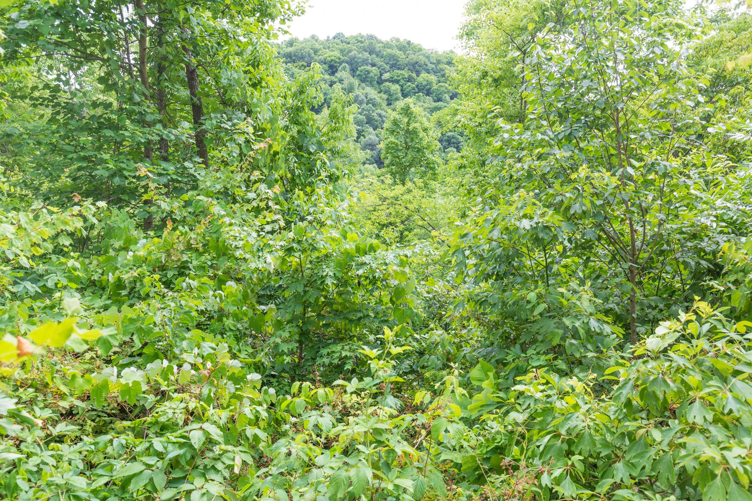 River’s Edge Tract 10 photo 9