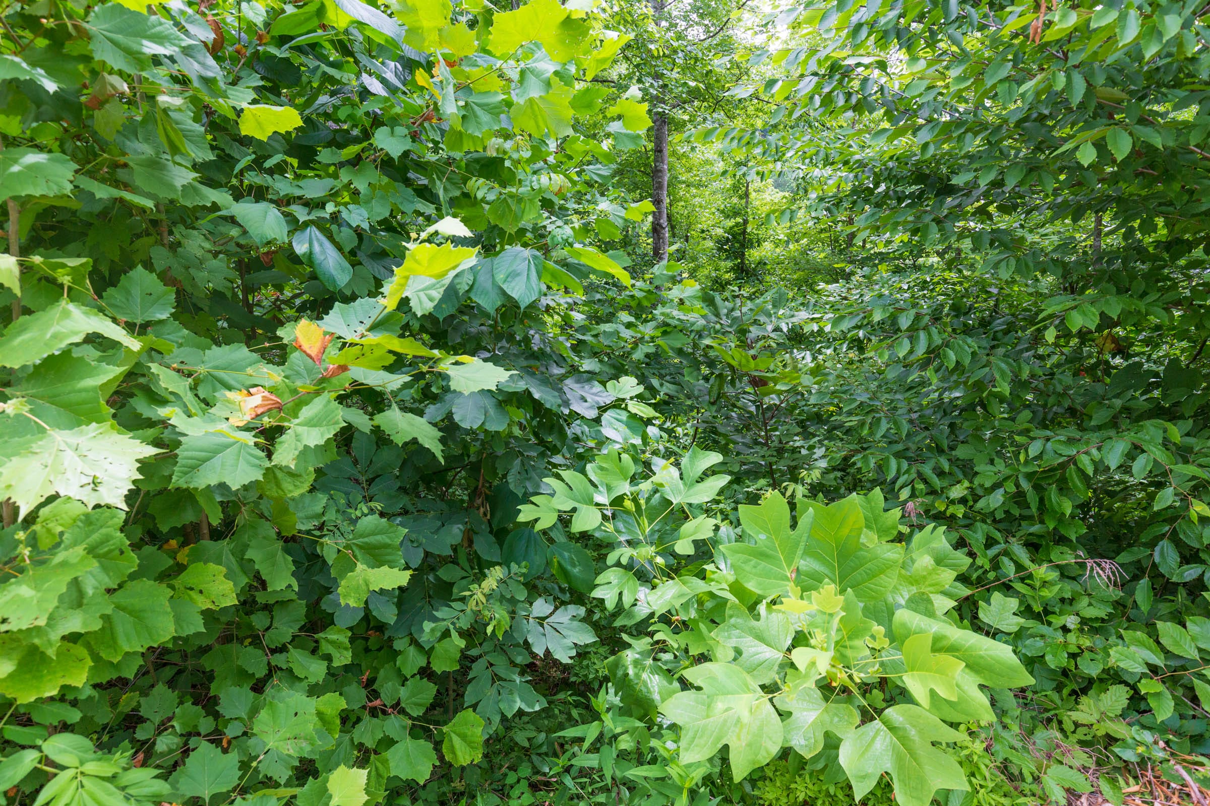 River’s Edge Tract 10 photo 13