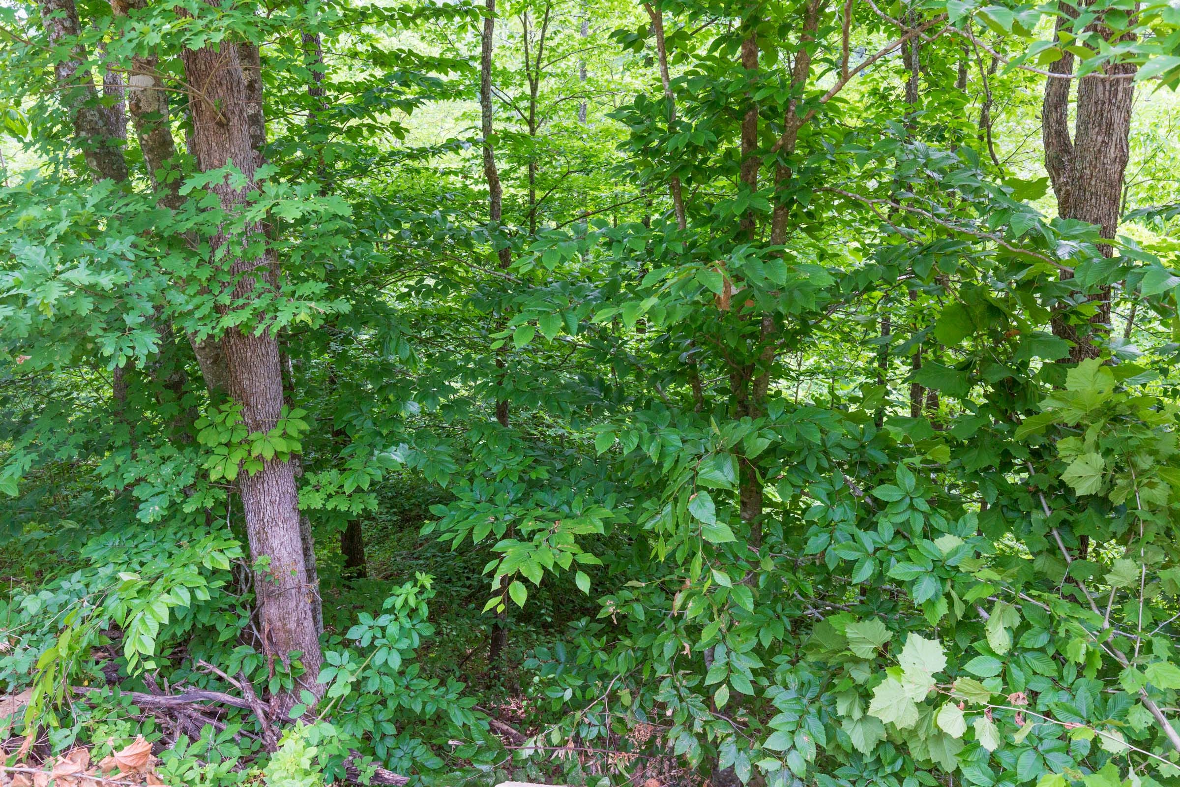 River’s Edge Tract 10 photo 14