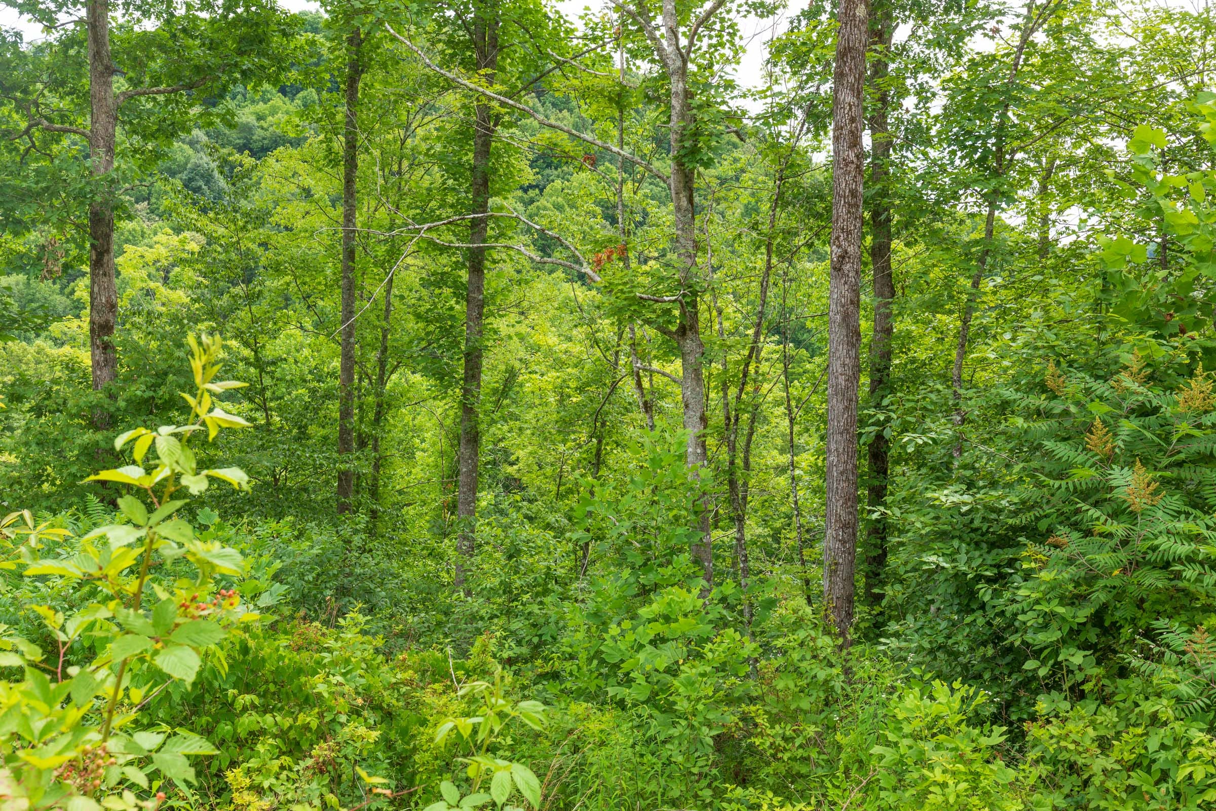 River’s Edge Tract 10 photo 17