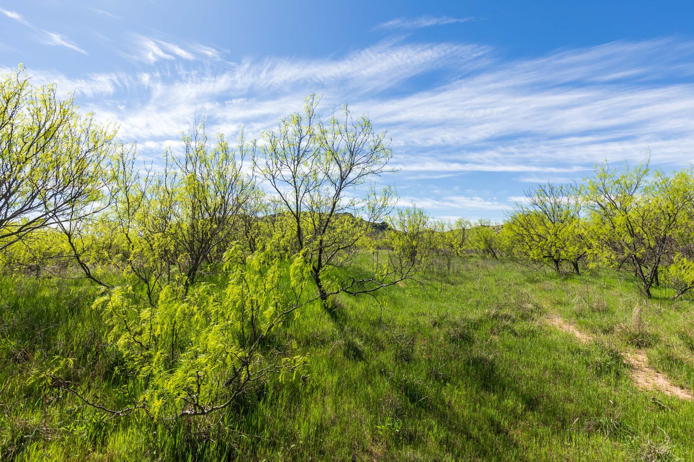 Hackberry Fields Tract 22 photo 4