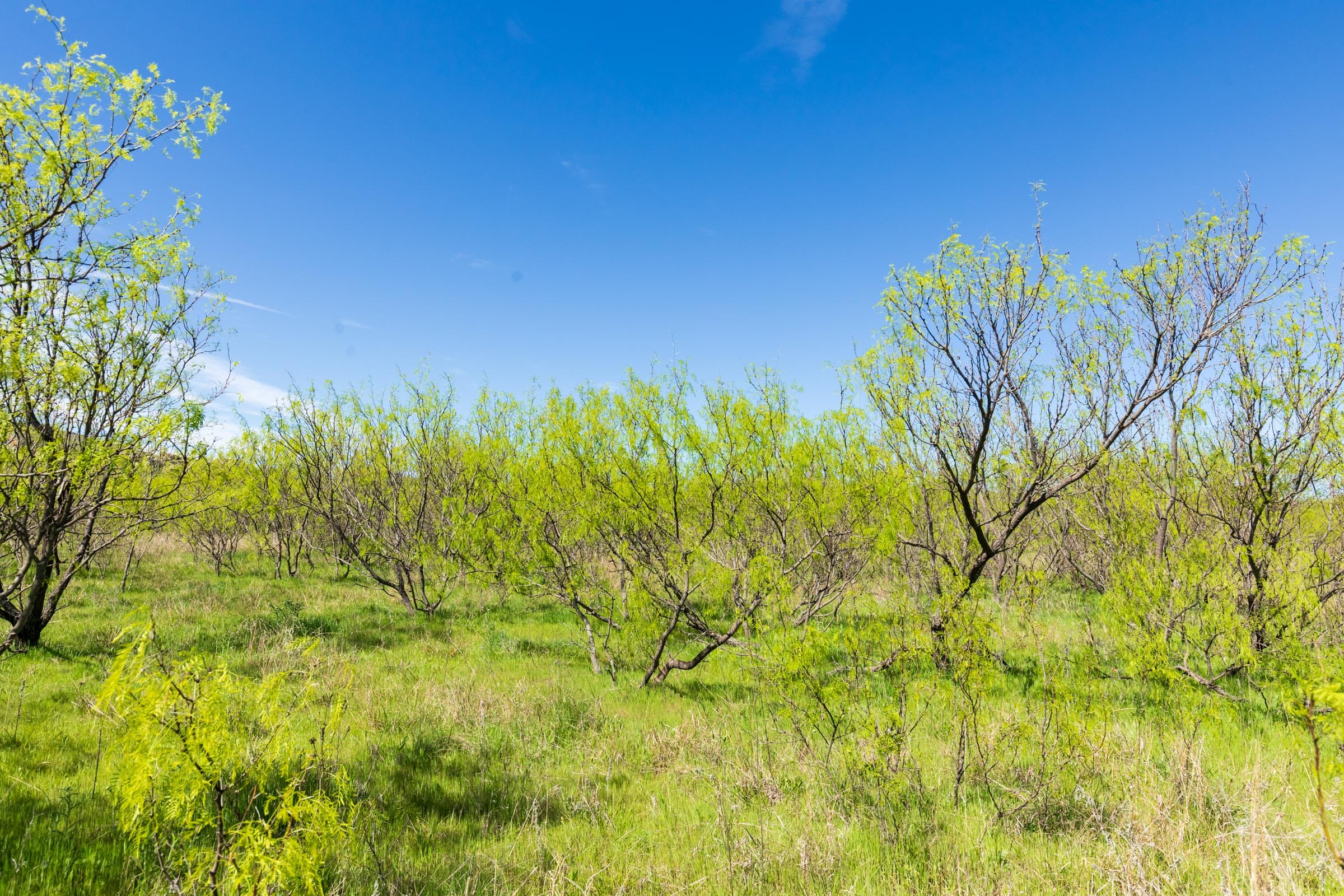 Hackberry Fields Tract 22 photo 5