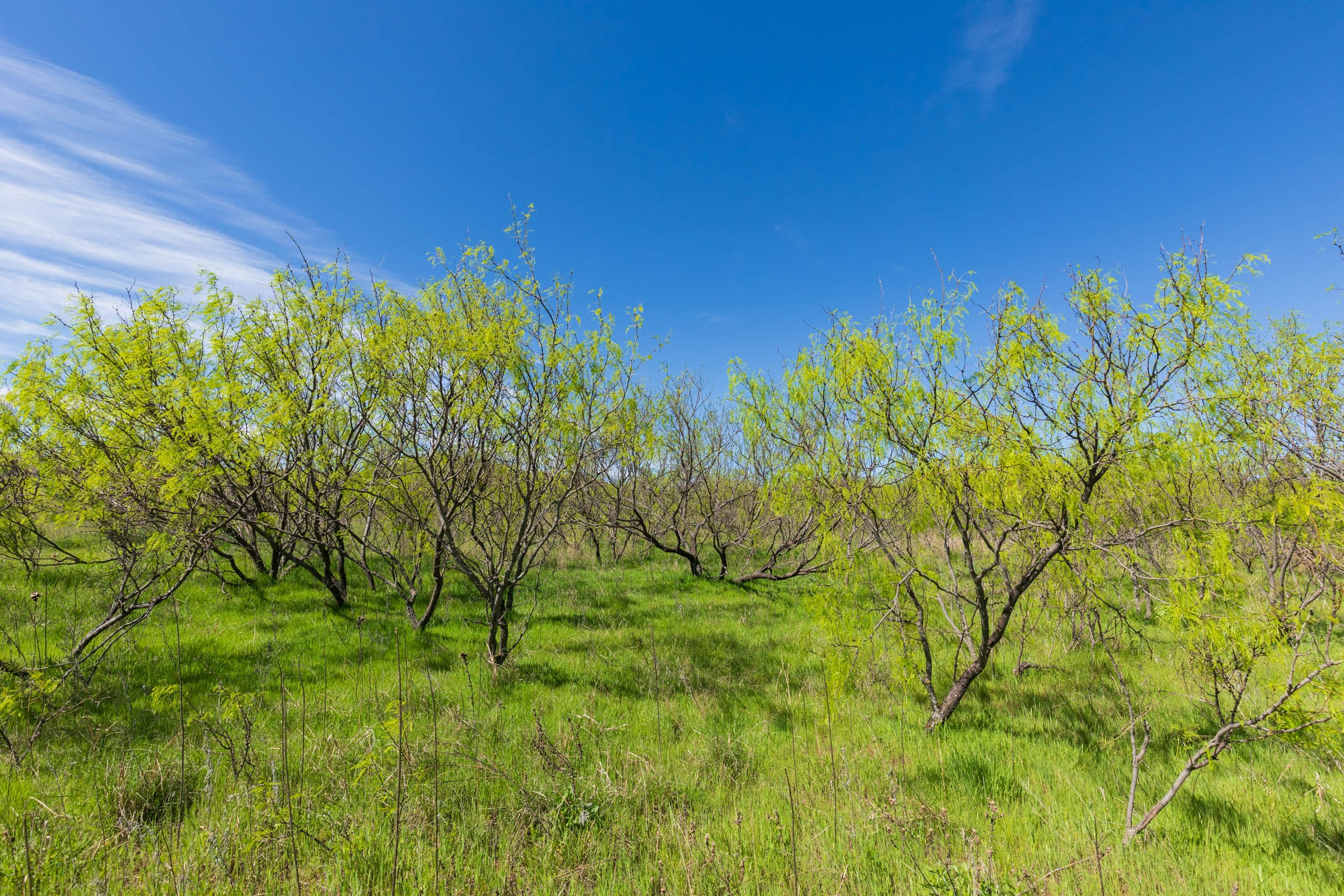 Hackberry Fields Tract 22 photo 6