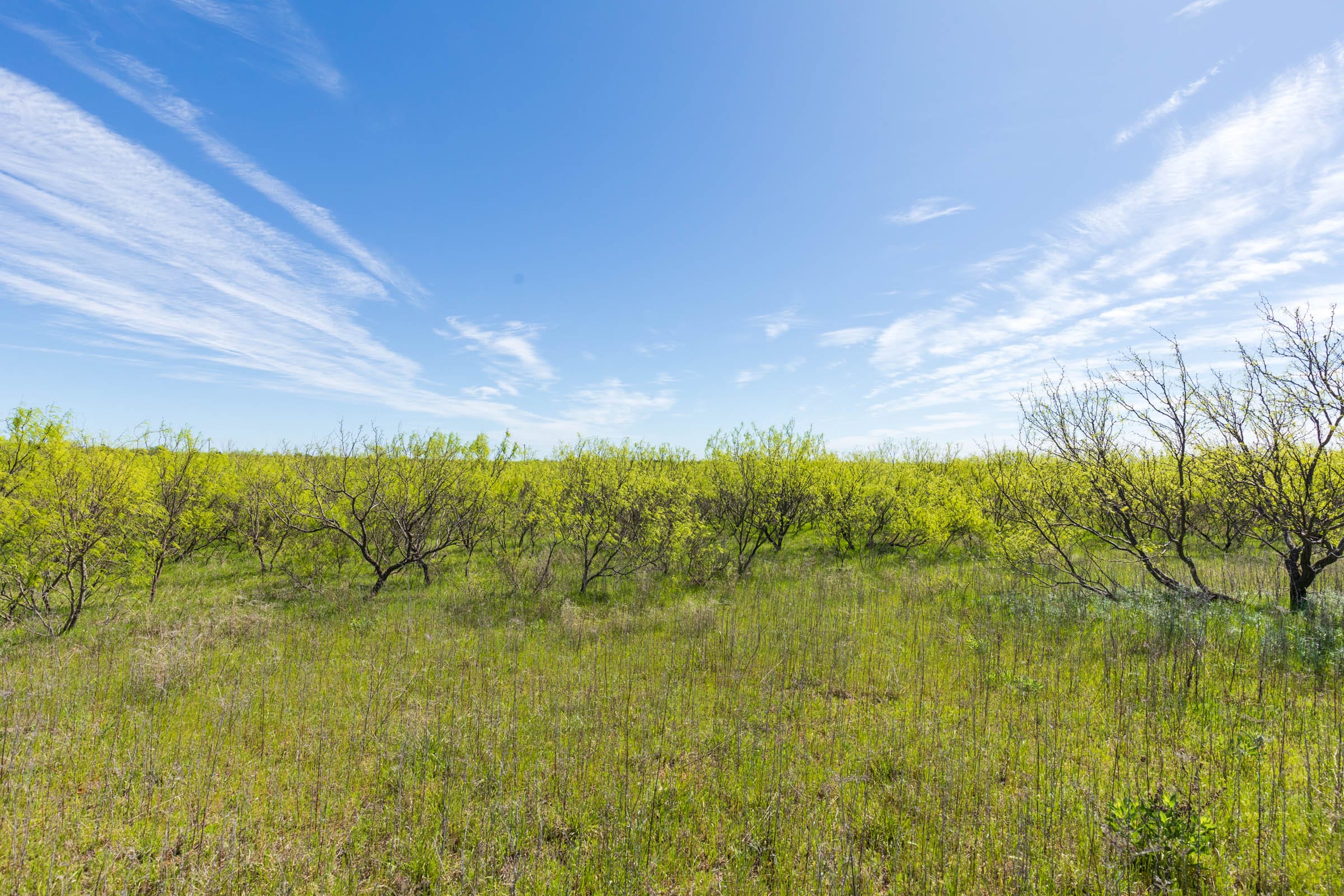 Hackberry Fields Tract 22 photo 12