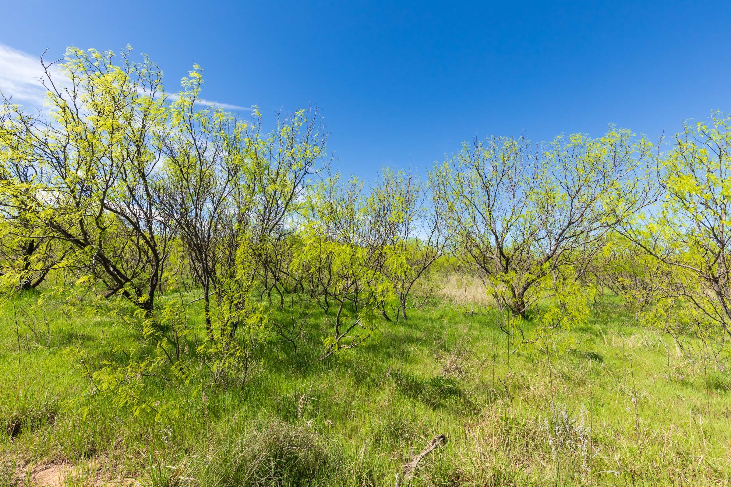 Hackberry Fields Tract 22 photo 10