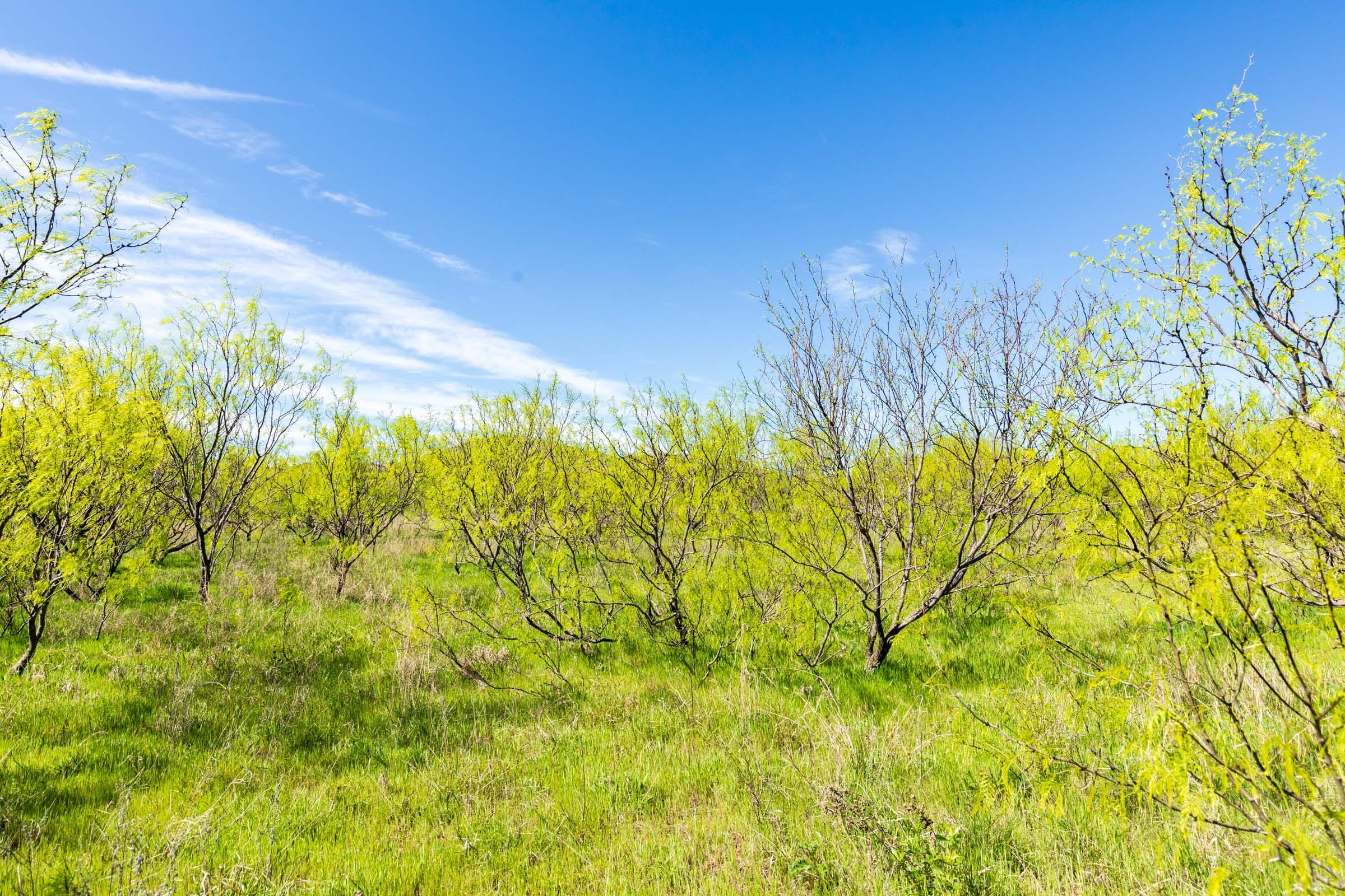 Hackberry Fields Tract 22 photo 9