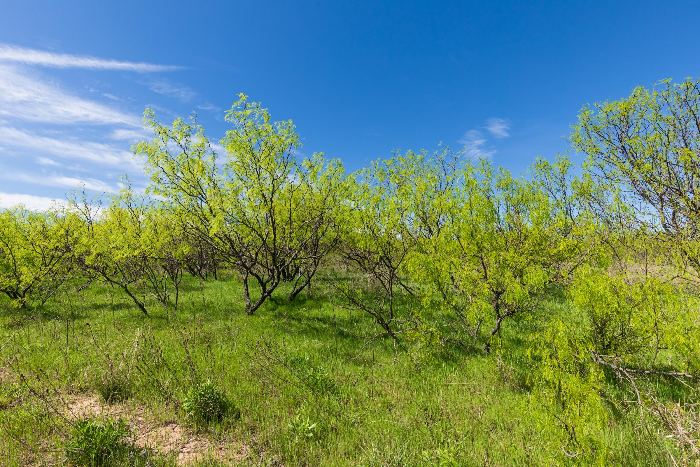 Hackberry Fields Tract 22 photo 20