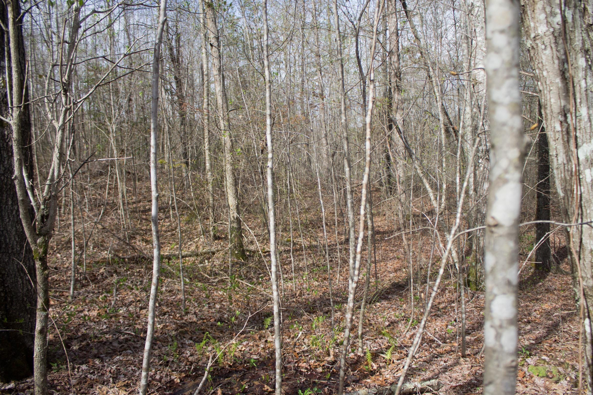 Hidden Hills Tract 32 photo 2