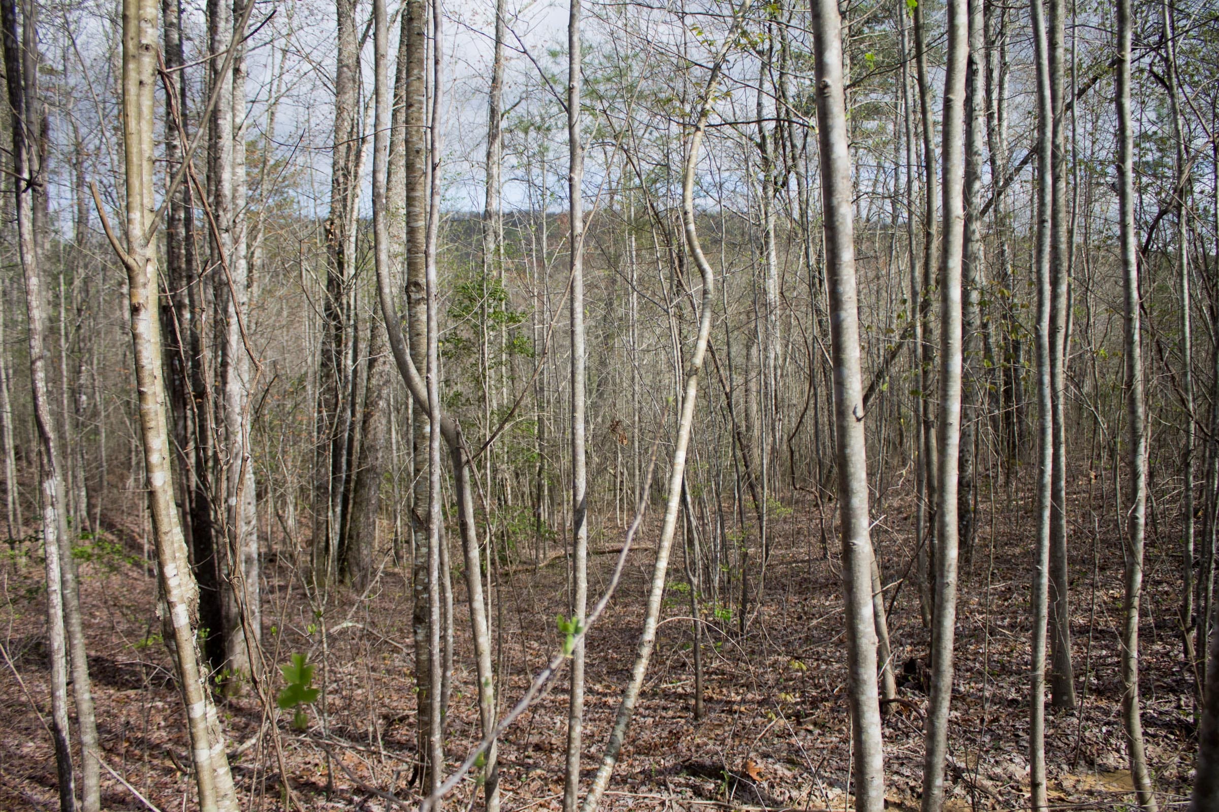 Hidden Hills Tract 32 photo 4