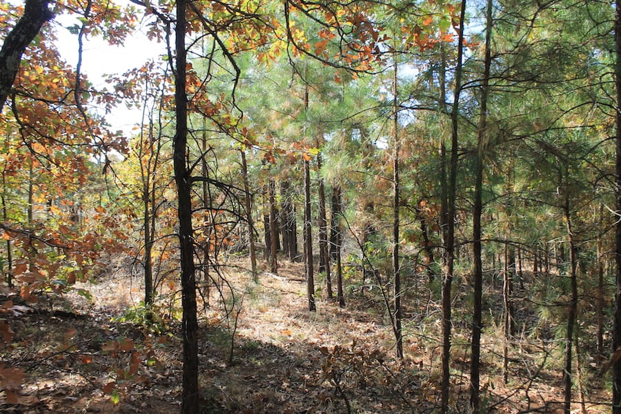 Indian Ridge – Phase III Tract 115 photo 6