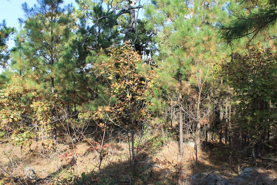 Indian Ridge – Phase III Tract 115 photo 10