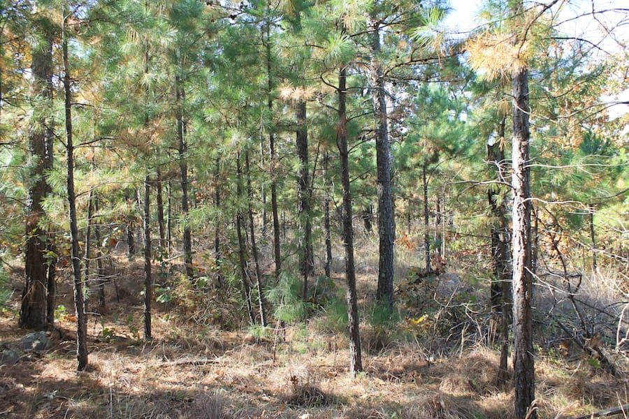 Indian Ridge – Phase III Tract 115 photo 11