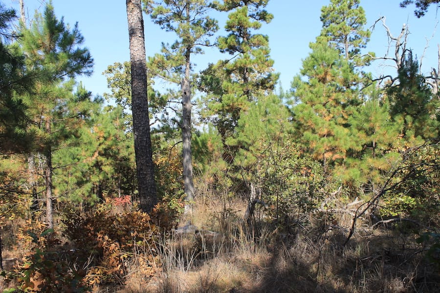 Indian Ridge – Phase III Tract 115 photo 12