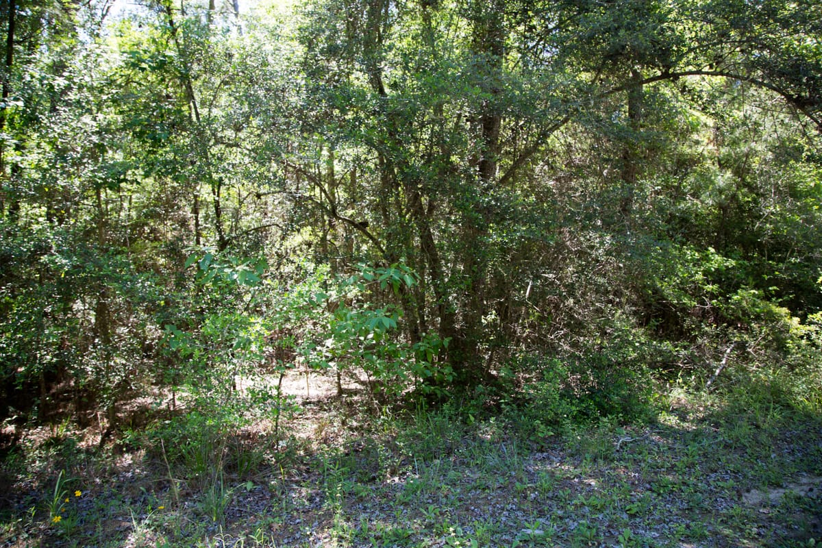 Rayburn Country Tract 309 photo 3