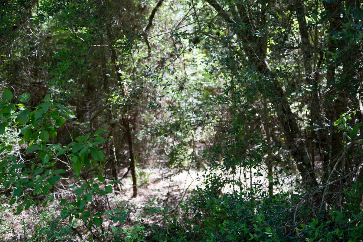 Rayburn Country Tract 309 photo 5
