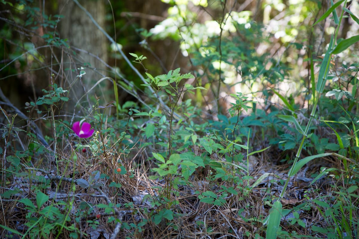 Rayburn Country Tract 309 photo 9