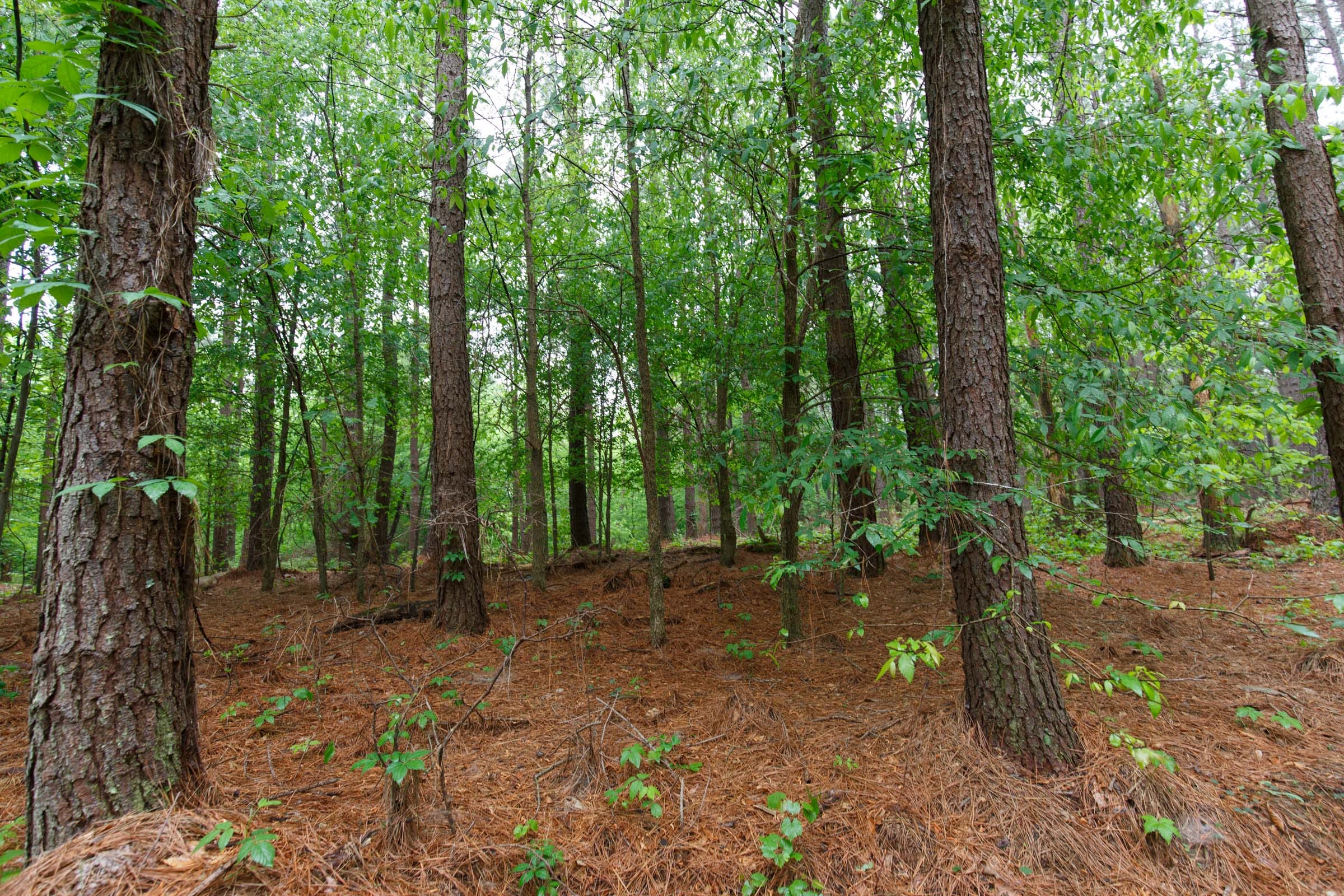 Red Barn Ranch Tract 27 photo 2