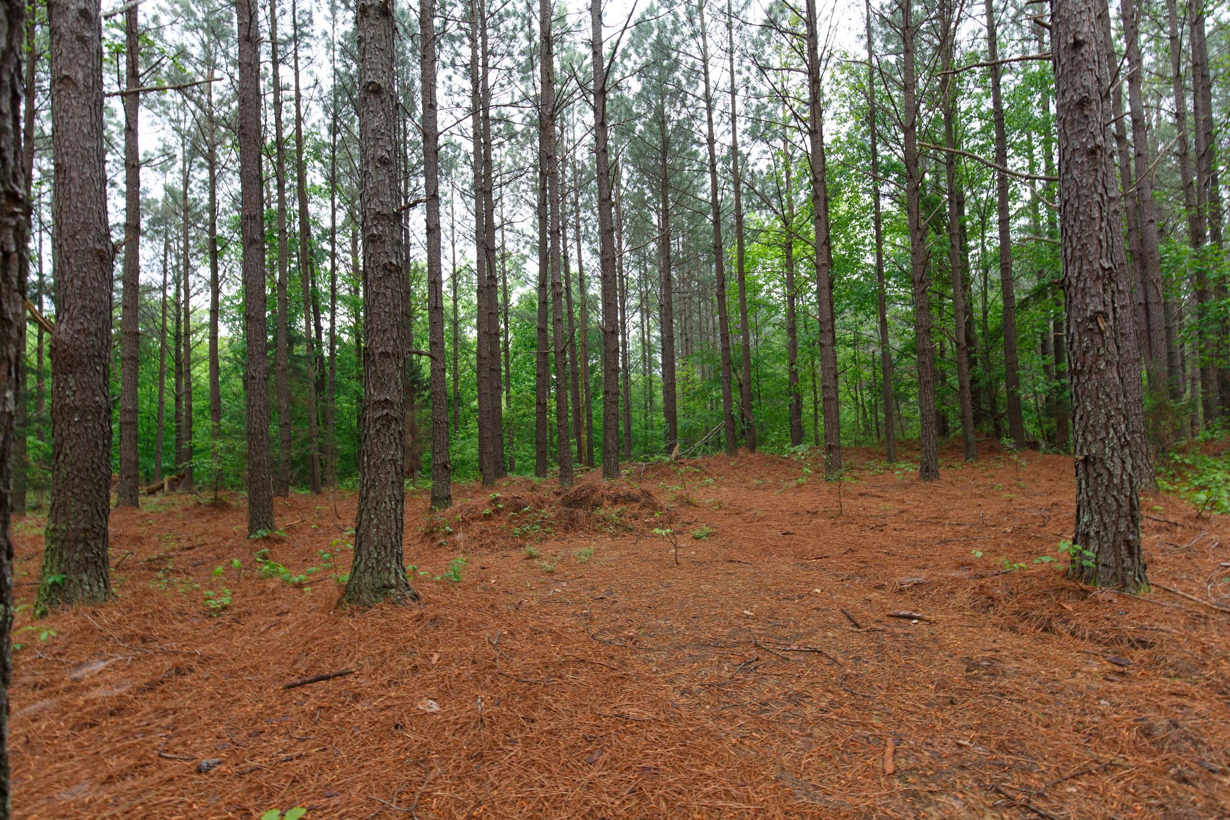 Red Barn Ranch Tract 27 photo 5
