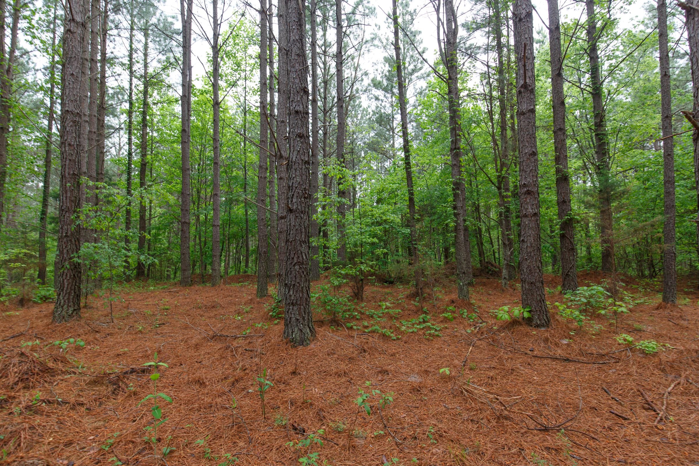 Red Barn Ranch Tract 27 photo 9