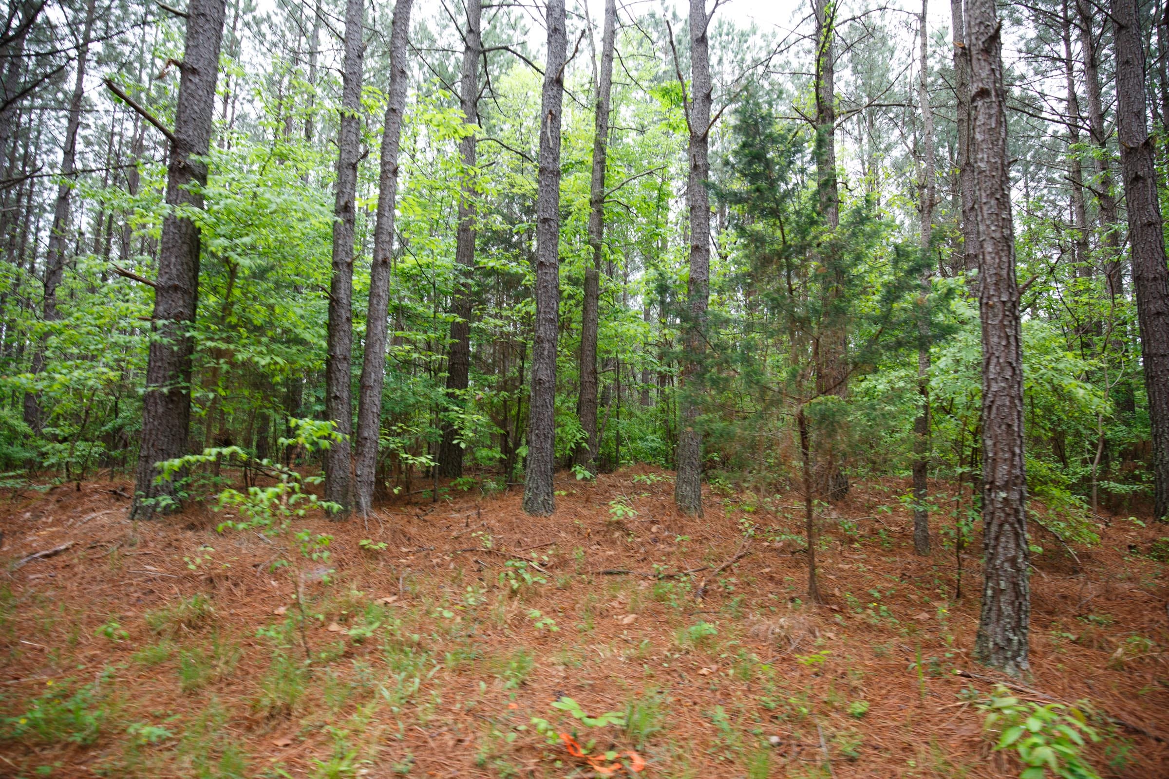 Red Barn Ranch Tract 27 photo 12