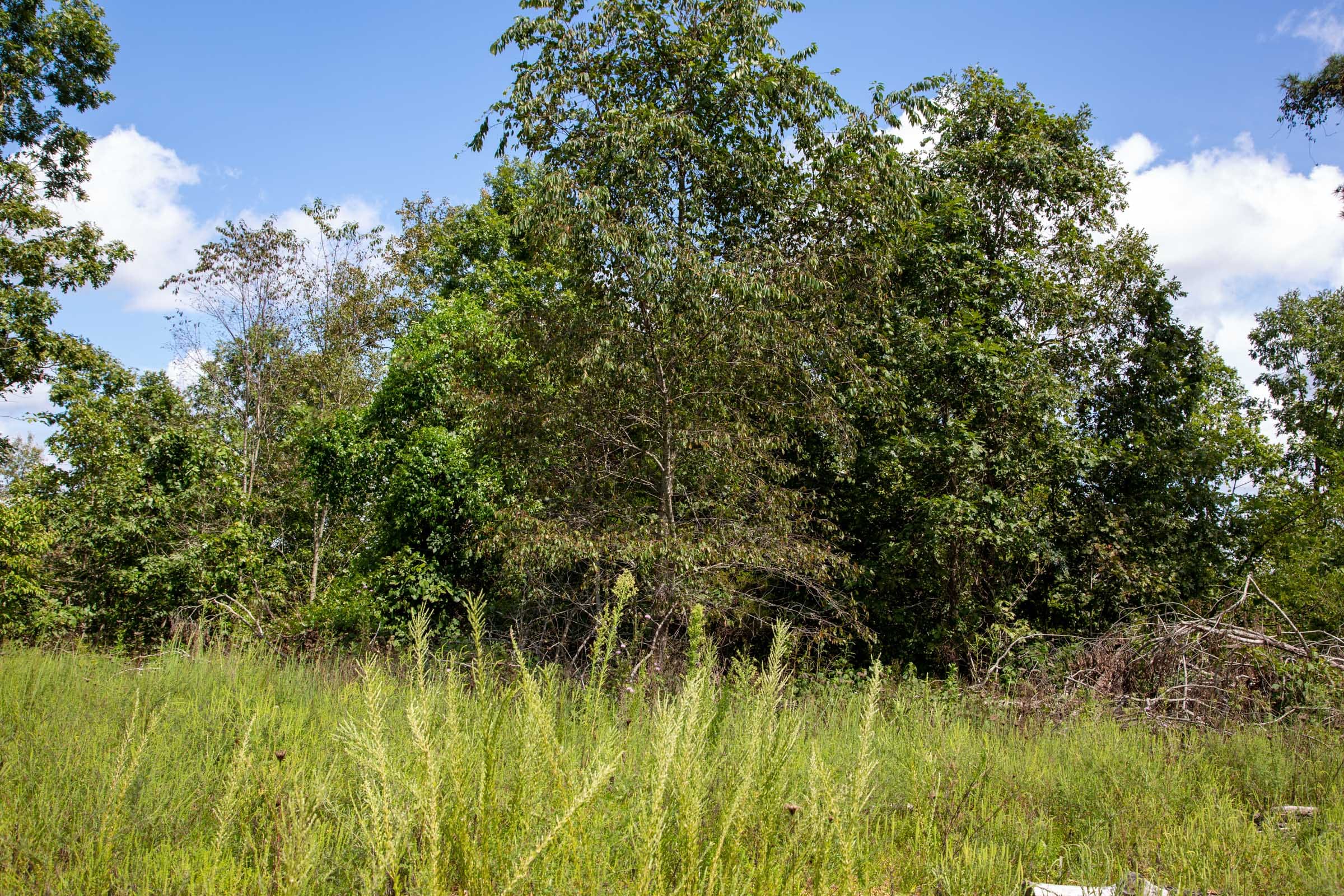 Borgmann’s Hollow Phase III Tract 80 photo 4
