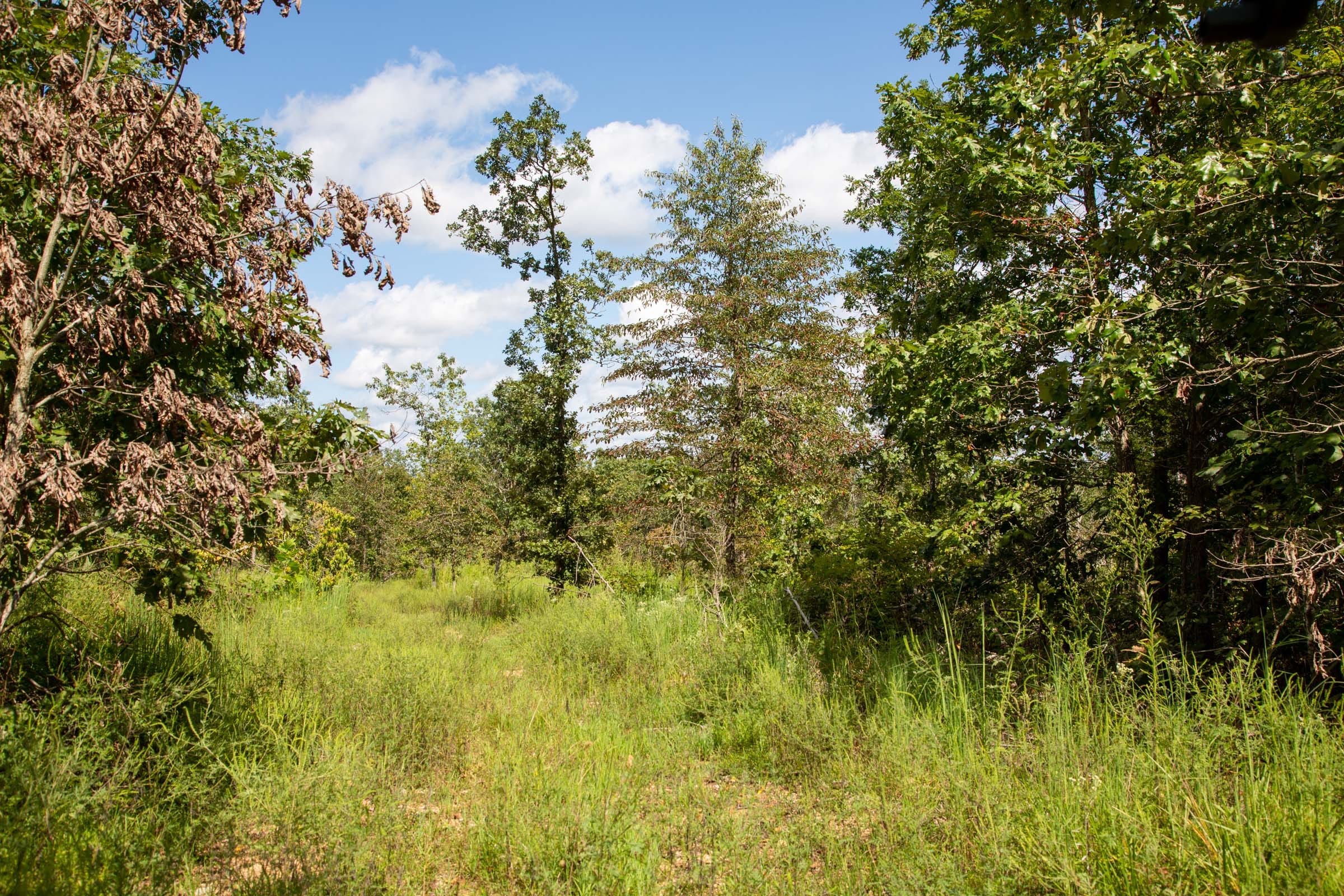 Borgmann’s Hollow Phase III Tract 80 photo 6