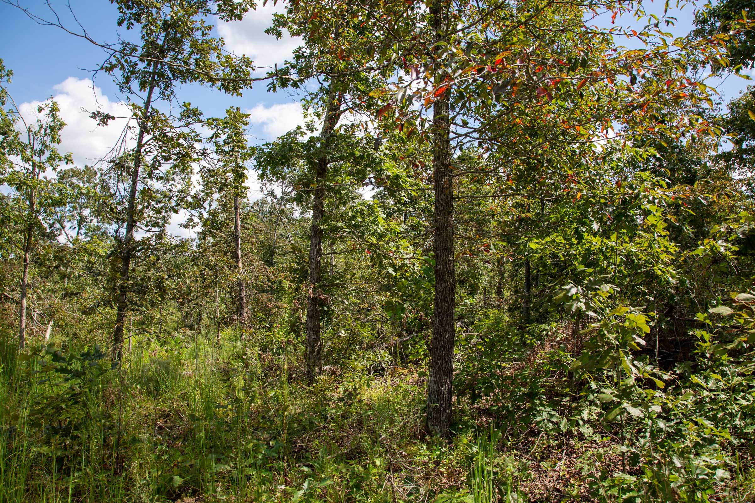 Borgmann’s Hollow Phase III Tract 80 photo 7