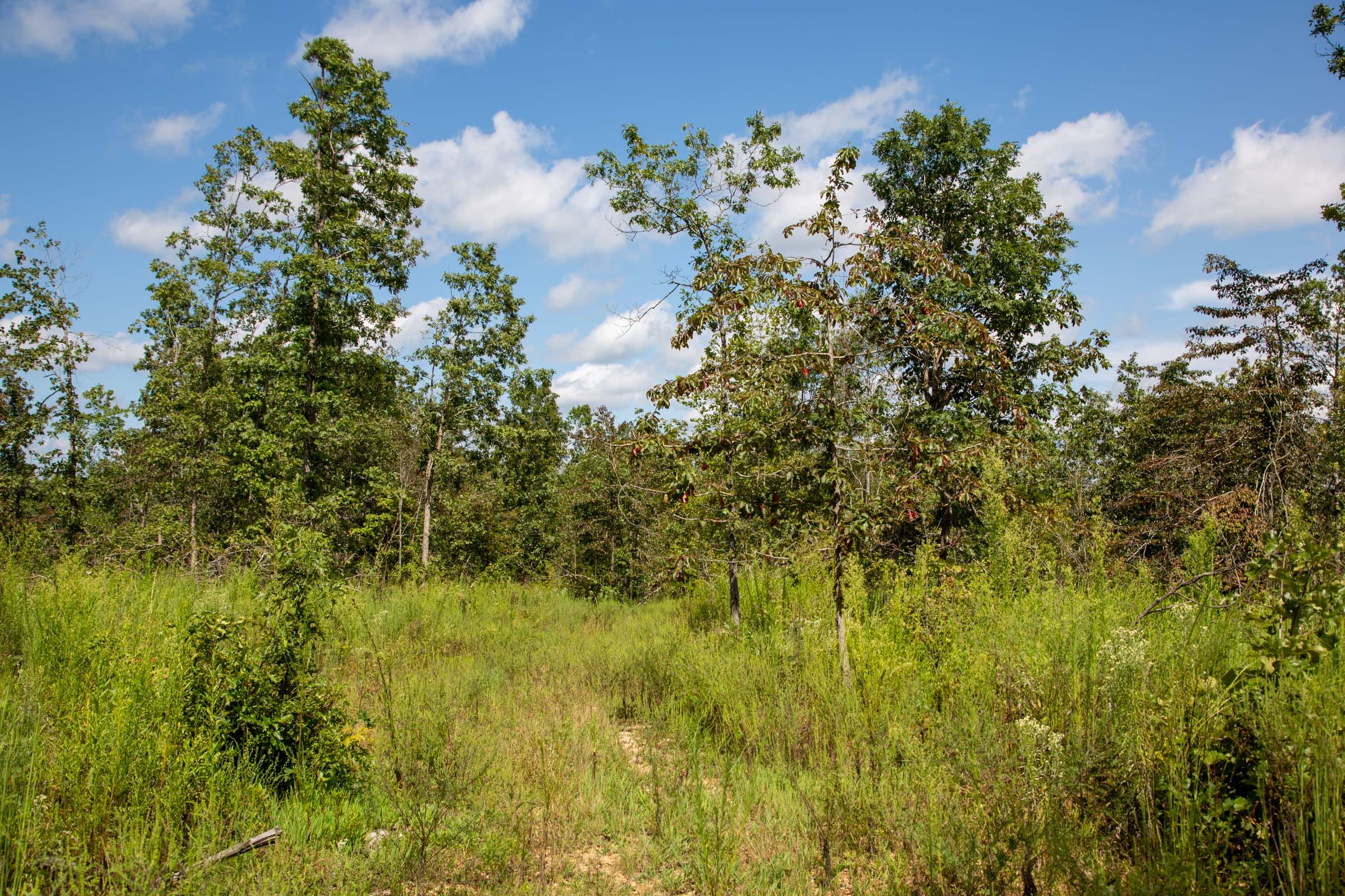 Borgmann’s Hollow Phase III Tract 80 photo 10