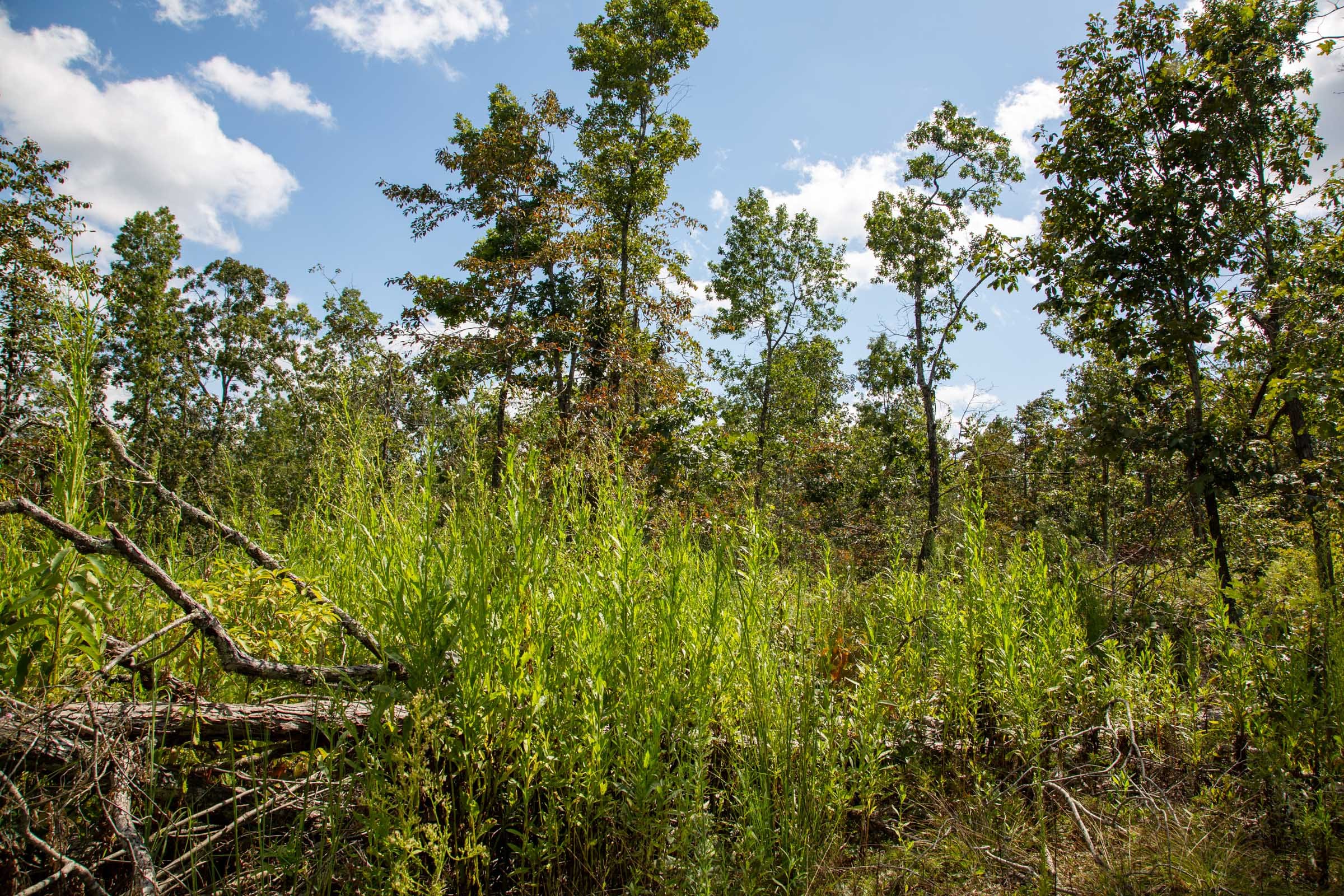 Borgmann’s Hollow Phase III Tract 80 photo 13