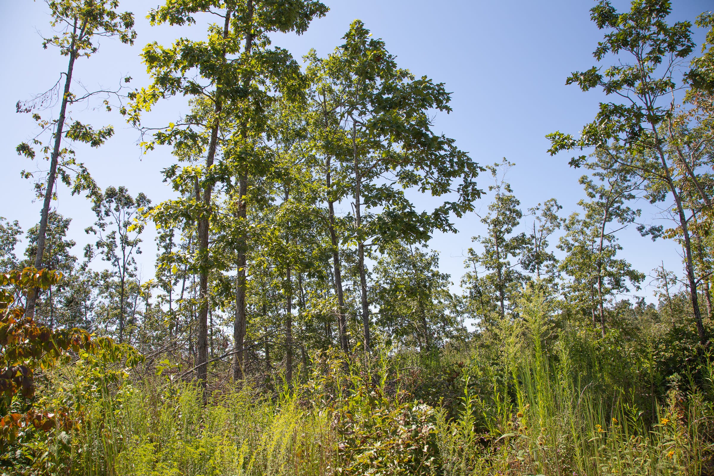Borgmann’s Hollow Phase III Tract 80 photo 14