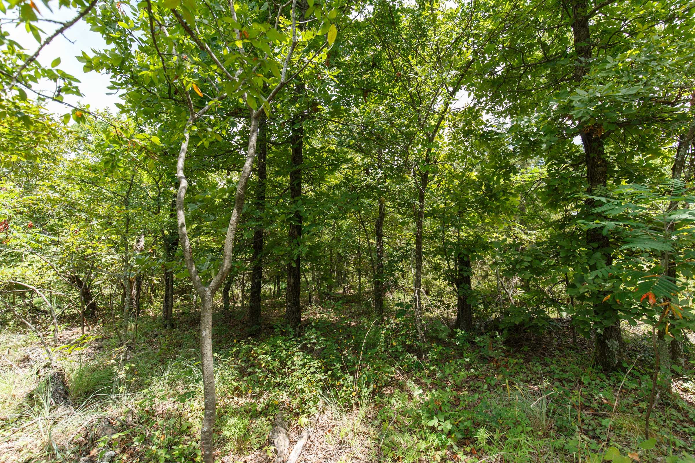 Timber Ridge Tract 9 photo 3