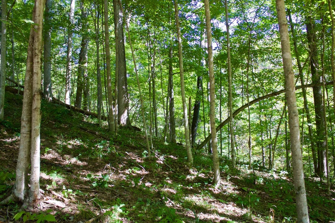 Heritage Hollow Tract 25 photo 3