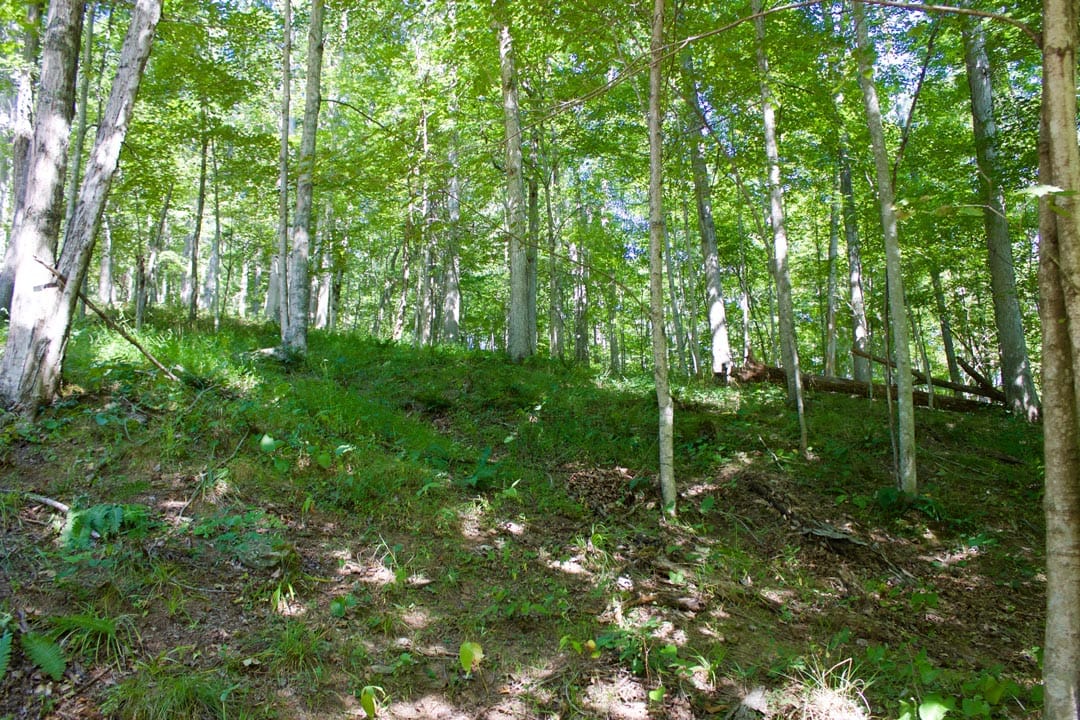 Heritage Hollow Tract 25 photo 4