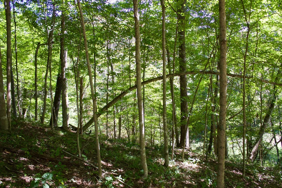 Heritage Hollow Tract 25 photo 5