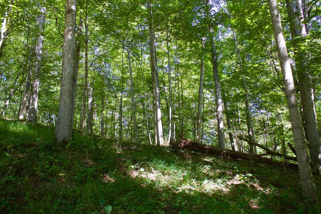 Heritage Hollow Tract 25 photo 6