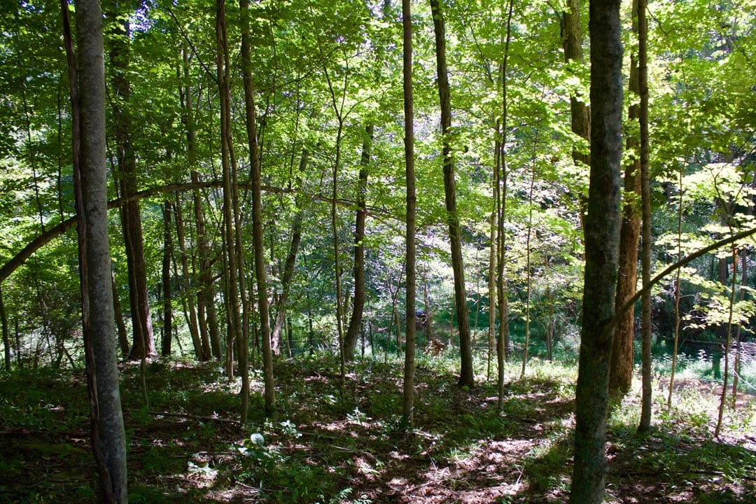Heritage Hollow Tract 25 photo 8