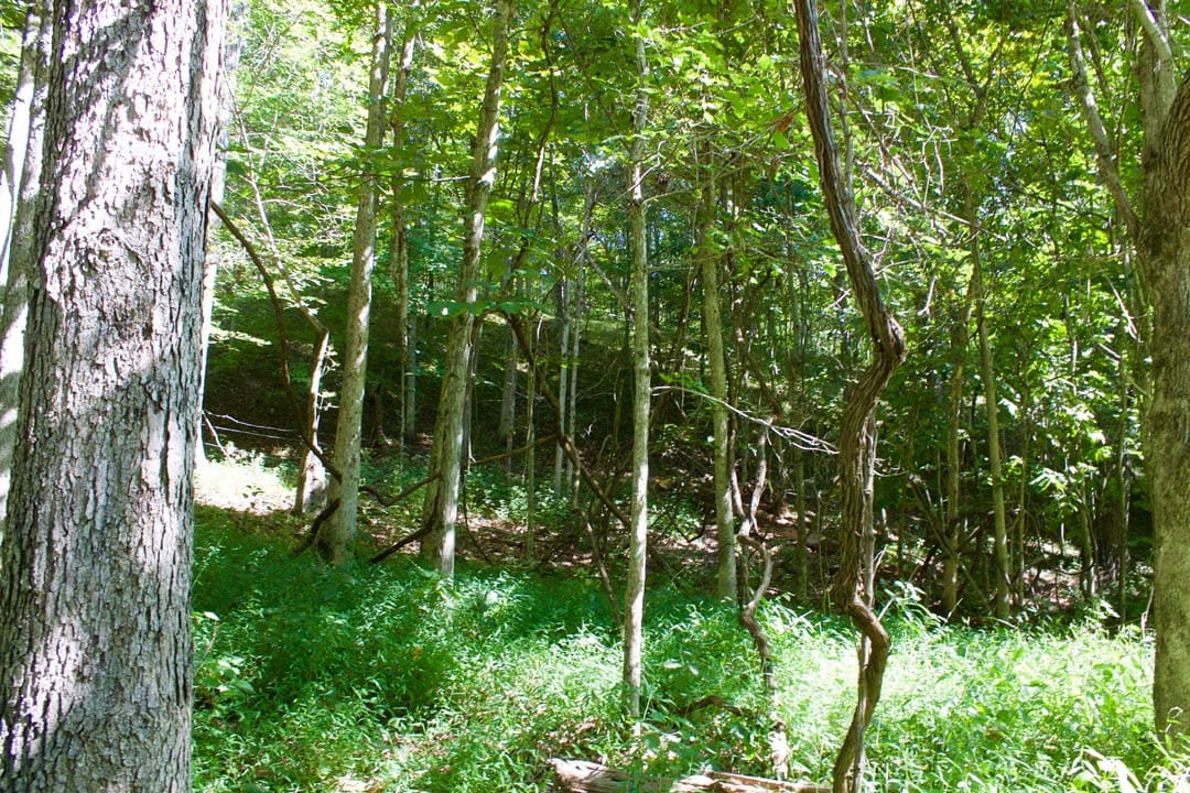 Heritage Hollow Tract 25 photo 14