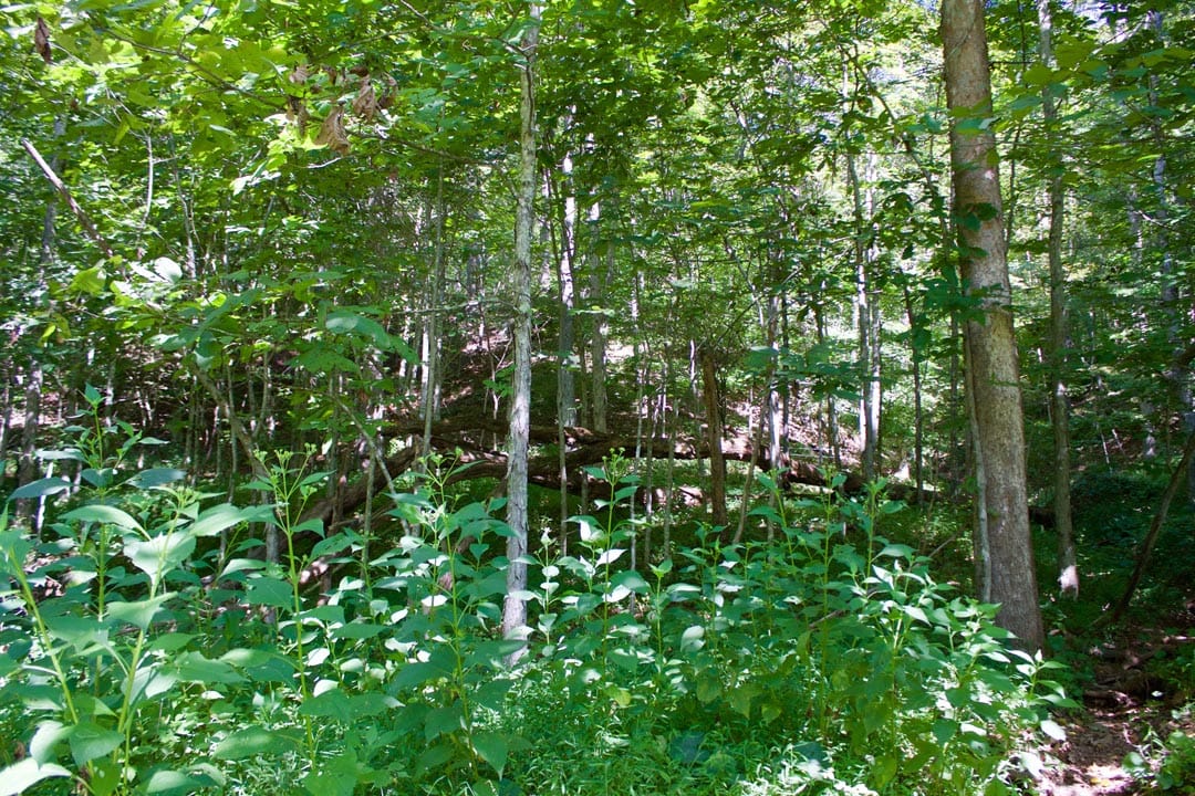 Heritage Hollow Tract 25 photo 19
