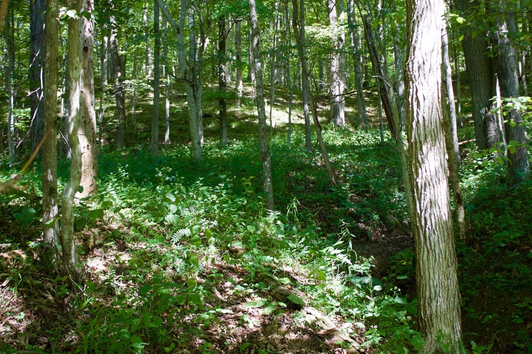 Heritage Hollow Tract 25 photo 25