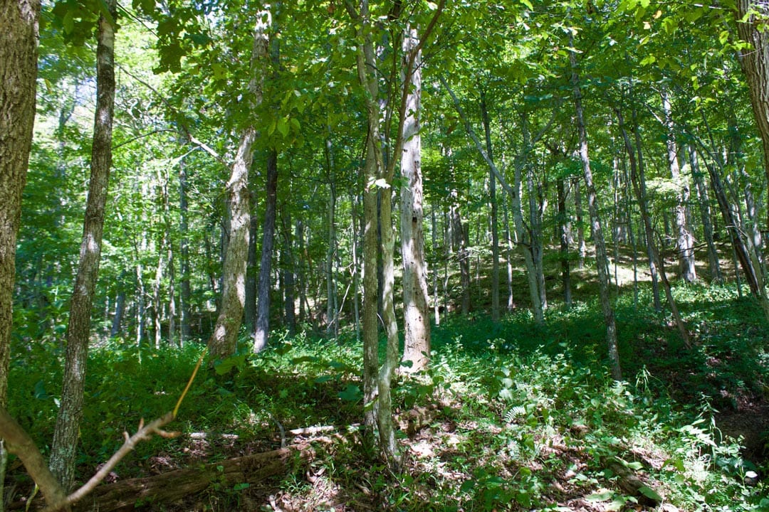 Heritage Hollow Tract 25 photo 26