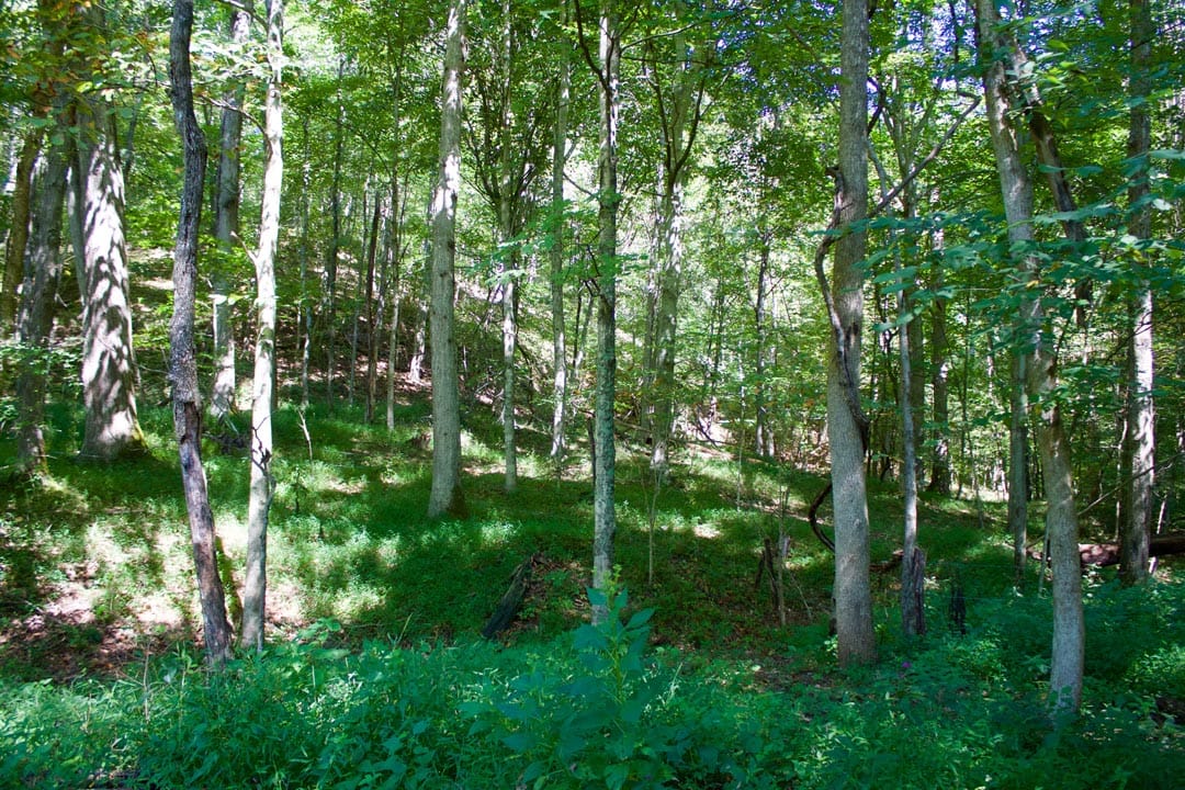 Heritage Hollow Tract 25 photo 30