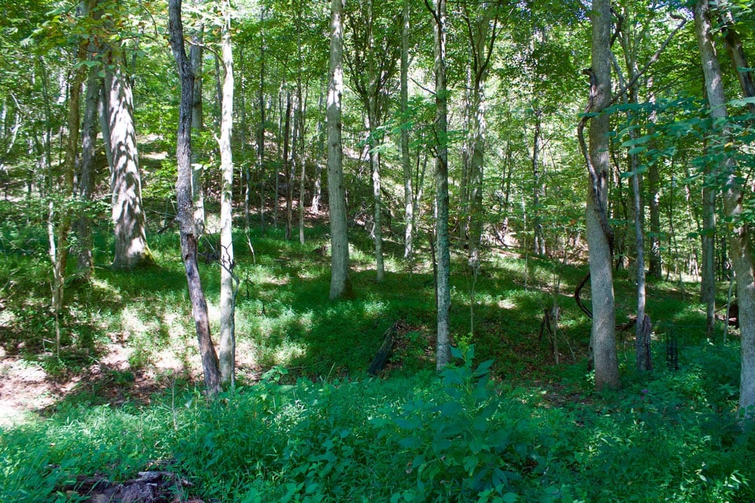 Heritage Hollow Tract 25 photo 31