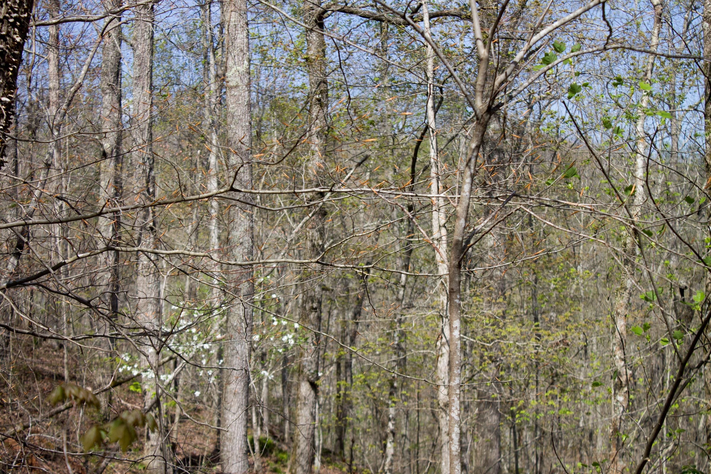 Hidden Hills Tract 18 photo 6
